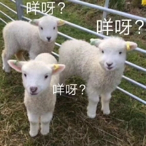 不要烤糊我的羊毛